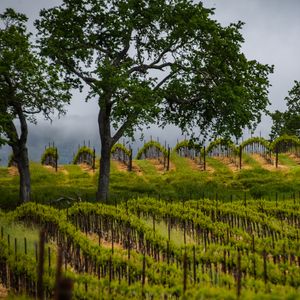 Preview wallpaper trees, vineyards, grass, nature
