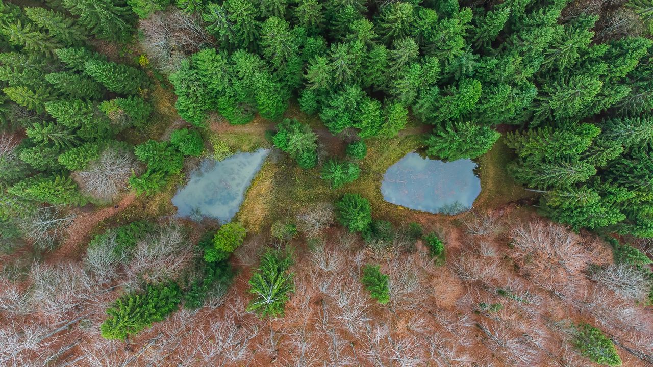 Wallpaper trees, water, nature, aerial view