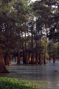 Preview wallpaper trees, water, ooze, wood