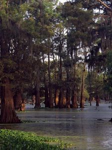 Preview wallpaper trees, water, ooze, wood