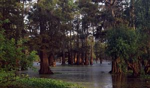 Preview wallpaper trees, water, ooze, wood