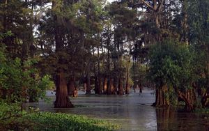 Preview wallpaper trees, water, ooze, wood