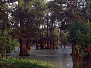 Preview wallpaper trees, water, ooze, wood