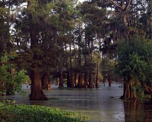 Preview wallpaper trees, water, ooze, wood