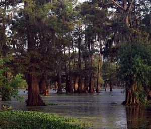 Preview wallpaper trees, water, ooze, wood