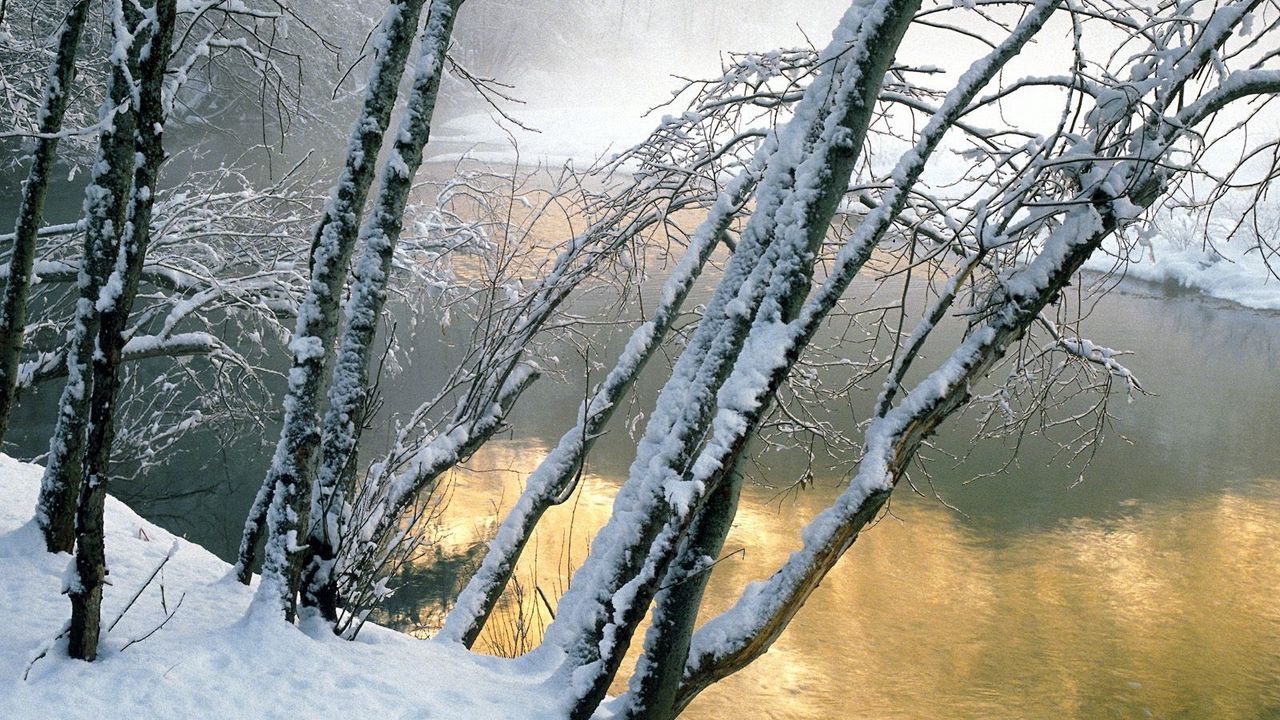 Wallpaper trees, water, river, snow, coast, inclination