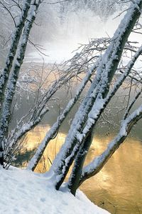 Preview wallpaper trees, water, river, snow, coast, inclination