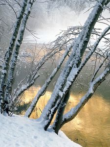 Preview wallpaper trees, water, river, snow, coast, inclination