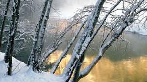 Preview wallpaper trees, water, river, snow, coast, inclination