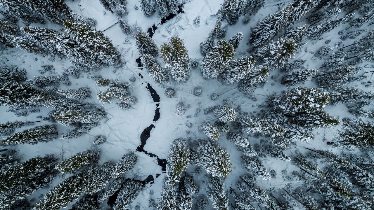 Wallpaper trees, winter, aerial view, snow, cranny