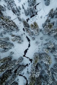 Preview wallpaper trees, winter, aerial view, snow, cranny