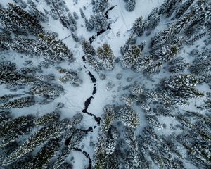 Preview wallpaper trees, winter, aerial view, snow, cranny