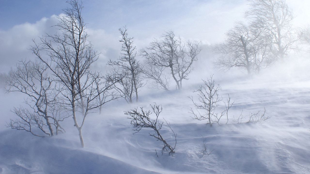 Wallpaper trees, winter, blizzard, wind, snow