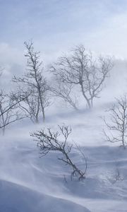 Preview wallpaper trees, winter, blizzard, wind, snow