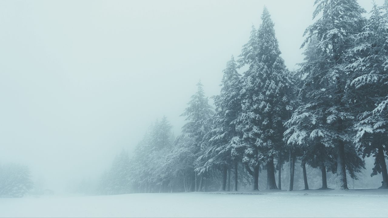 Wallpaper trees, winter, fog, snow