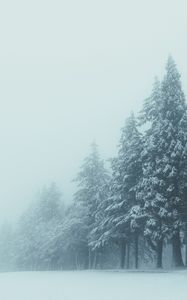 Preview wallpaper trees, winter, fog, snow