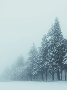 Preview wallpaper trees, winter, fog, snow