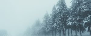 Preview wallpaper trees, winter, fog, snow