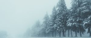 Preview wallpaper trees, winter, fog, snow