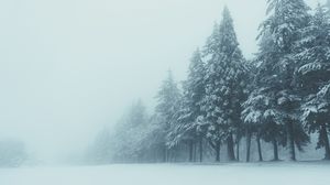 Preview wallpaper trees, winter, fog, snow