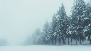 Preview wallpaper trees, winter, fog, snow