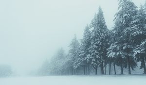 Preview wallpaper trees, winter, fog, snow