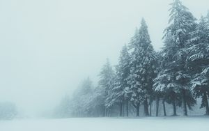 Preview wallpaper trees, winter, fog, snow