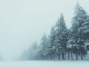 Preview wallpaper trees, winter, fog, snow