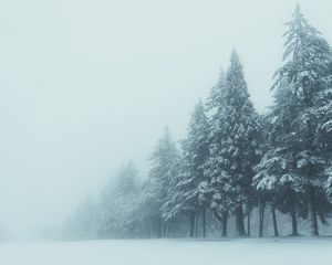 Preview wallpaper trees, winter, fog, snow