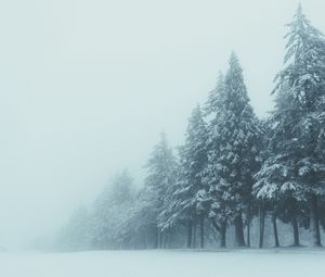 Preview wallpaper trees, winter, fog, snow