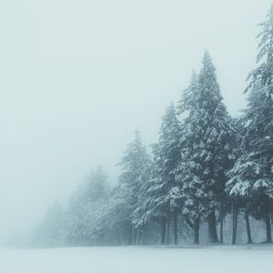 Preview wallpaper trees, winter, fog, snow
