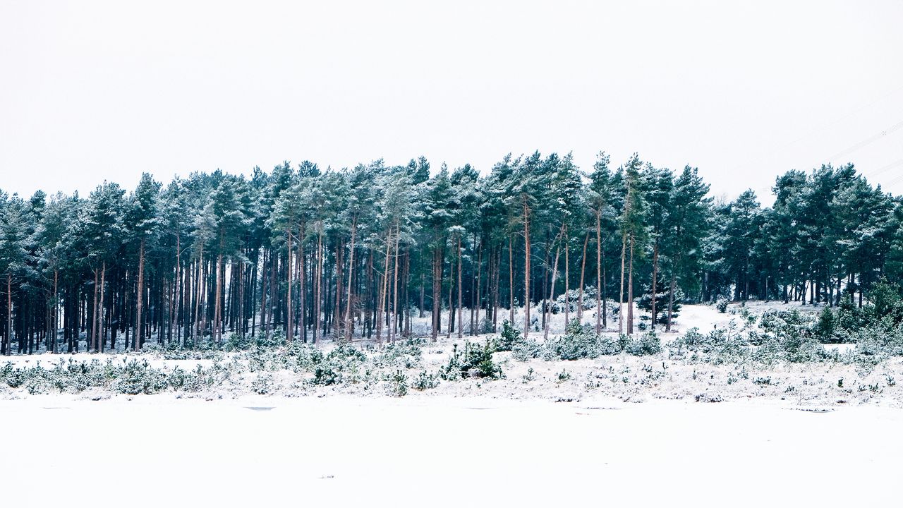 Wallpaper trees, winter, forest