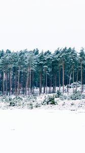 Preview wallpaper trees, winter, forest