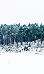 Preview wallpaper trees, winter, forest