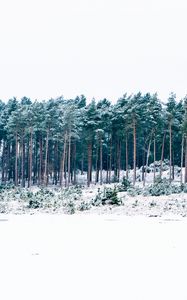 Preview wallpaper trees, winter, forest