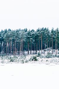 Preview wallpaper trees, winter, forest