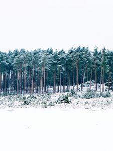 Preview wallpaper trees, winter, forest