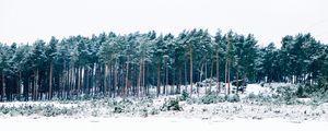 Preview wallpaper trees, winter, forest