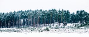 Preview wallpaper trees, winter, forest