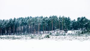 Preview wallpaper trees, winter, forest