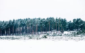 Preview wallpaper trees, winter, forest