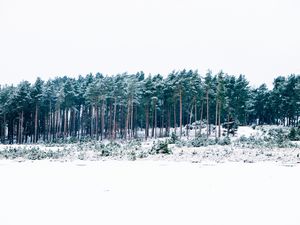 Preview wallpaper trees, winter, forest