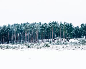 Preview wallpaper trees, winter, forest