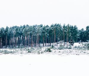 Preview wallpaper trees, winter, forest