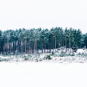 Preview wallpaper trees, winter, forest