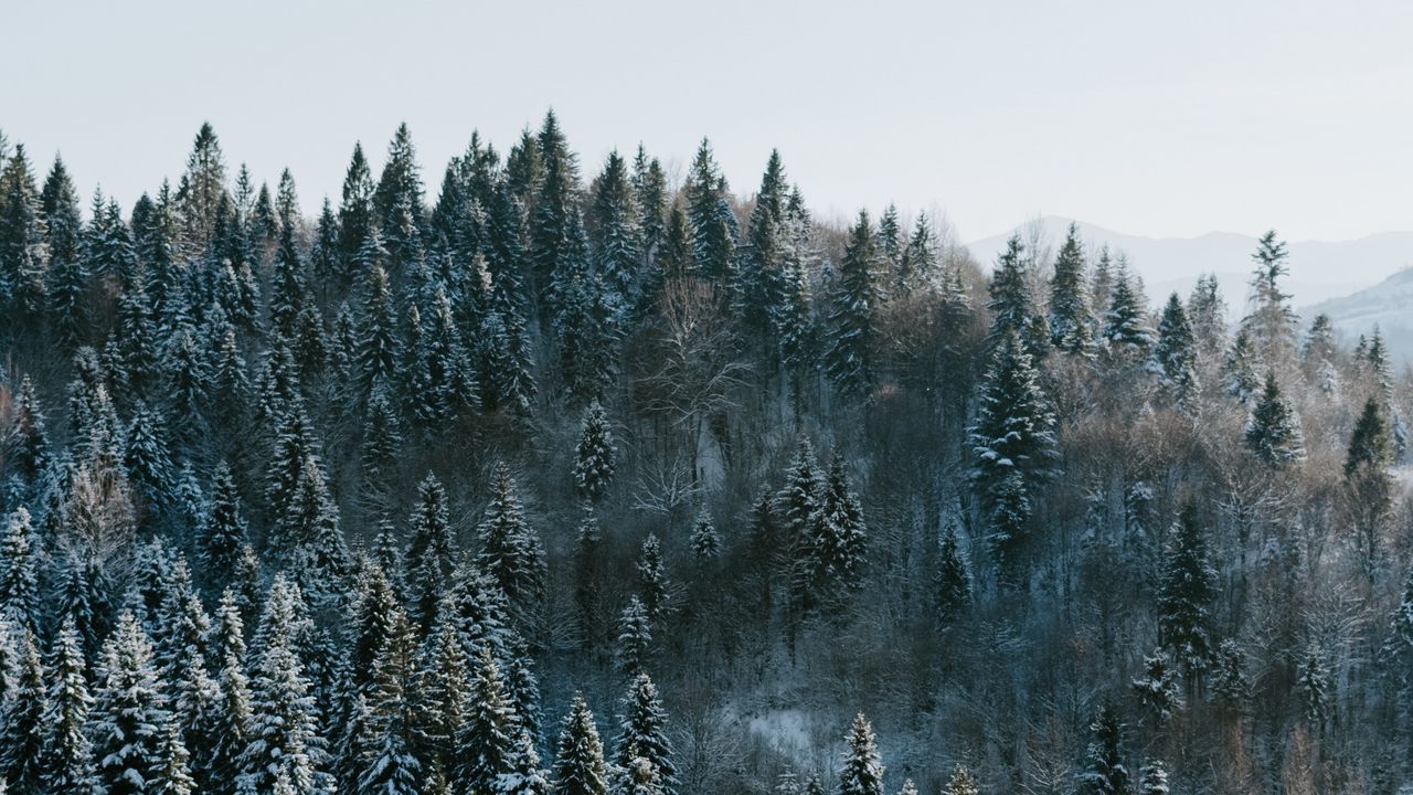 Wallpaper trees, winter, forest, aerial view, snowy