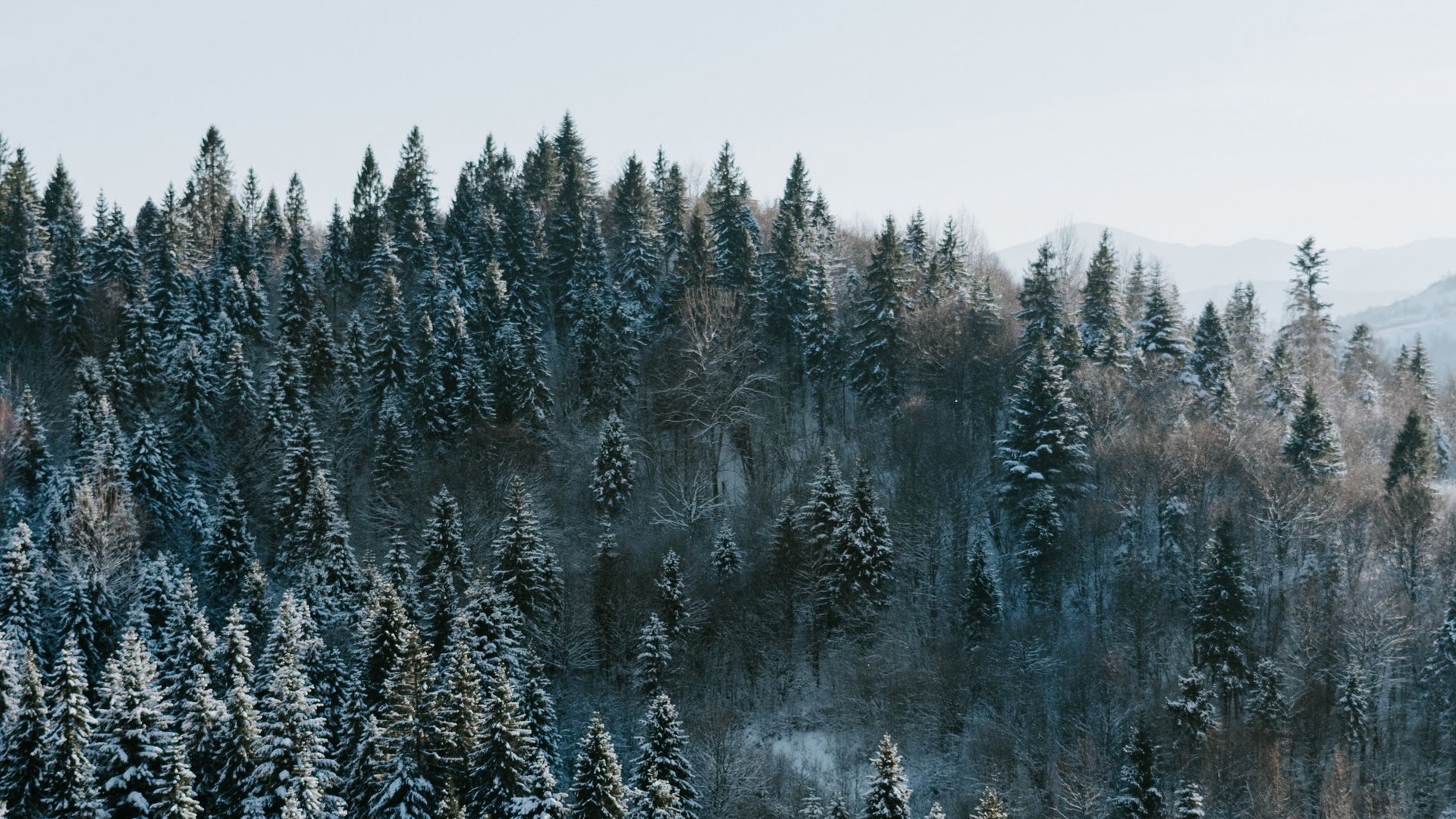 wallpaper winter forest