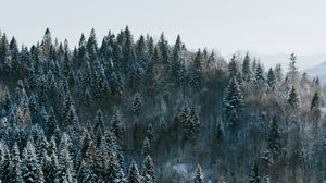 Preview wallpaper trees, winter, forest, aerial view, snowy