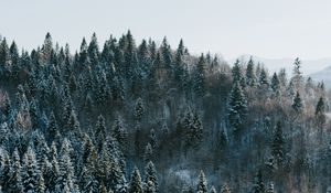 Preview wallpaper trees, winter, forest, aerial view, snowy