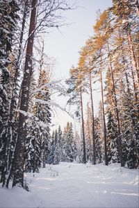 Preview wallpaper trees, winter, forest, snow